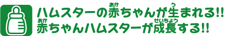 ハムスターの赤ちゃんが生まれる！！赤ちゃんハムスターが成長する！！