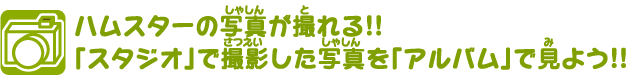 ハムスターの写真が撮れる!!「スタジオ」で撮影した写真を「アルバム」で見よう!!